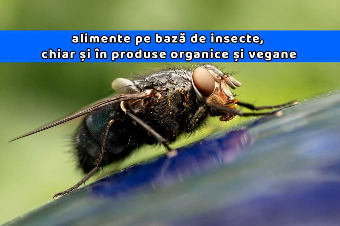 Franța, Belgia, Statele Unite și Canada au fost inundate cu alimente pe bază de insecte